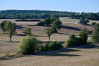 Parched meadows in the heat summer of 2026 near Oberspeltach, Frankenhardt-Oberspeltach, Frankenhardt, Burgbergturm, drought, heat stress, drought, climate change, summer, midsummer, August, Germany [IBR125237563]