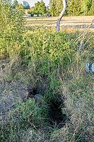 Nutria (Myocastor coypus) digs long tunnels and burrows in riverbanks, coypu, invasive species, control, culling, hunting, non-native species, swamp beaver, Lanzenbach, tunnelling, instability, danger, risk of collapse, risk of injury, agriculture, underm [IBR125237565]