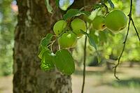 Clarapfel ripens early, early apple, ripe, table fruit, type of fruit, cultivated apple, summer, August, Swabian-Franconian Forest nature park Park, Schwäbisch Hall, Hohenlohe, Germany [IBR125242391]
