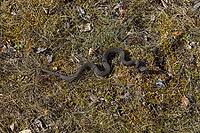 Dark, completely black Common european viper (Vipera berus) resting on moss and grass on the island of Örö, Kemiösaari, Finland [IBR125242392]