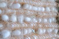 Silkworm, cocoons in cells. Silkworm breeding industrially [IBR125242400]
