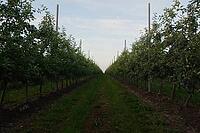 Young apple orchard. Apple trees on a trellis [IBR125242407]