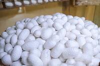 Boiled silkworm cocoons, preparing cocoons for unweaving them into threads [IBR125242410]
