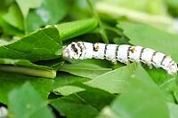 Silkworm caterpillar on, mulberry leaves [IBR125242414]