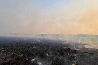 Fire in the swamp in front of the forest. Yauta fires. Yakutsk, Russia [IBR125242433]