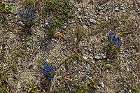 Close-up of snow gentian (Gentiana nivalis), also frequently called the alpine gentian, a blue flower in summer in Norway [IBR125242451]