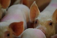 Piglets on a pig farm. Breeding pigs for meat on the farm [IBR125242455]