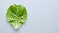 Fresh lettuce leaf with a clean, unremarkable surface, food safety and produce contamination concept, studio shot, AI generated [IBR125242467]