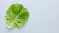 Fresh lettuce leaf with a clean, unremarkable surface, food safety and produce contamination concept, studio shot, AI generated [IBR125242469]