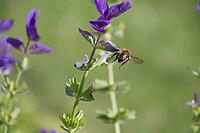 Honeybee collecting pollen from purple flowers [IBR125261546]