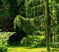 Juniper silver hanging curtain of juniper Juniperus communis Horstmann against backdrop of evergreen magic garden. Elegant North Caucasus nature concept for design [IBR125261552]