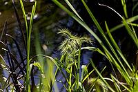 The vibrant green tones and natural lighting highlight the texture and detail of the plants [IBR125261553]