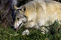 Grey wolf (Canis lupus) also known in north america as Timber wolf [IBR125261557]