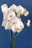 Blossoming white phalaenopsis orchid against blue colored background, vertical format. [IBR125261561]