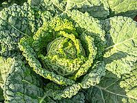 Savoy cabbage thrives in the organic garden, its textured green leaves growing naturally before harvest. Cultivated sustainably, it?s nutrient-rich and perfect for fresh, eco-friendly, seasonal dishes [IBR125261570]