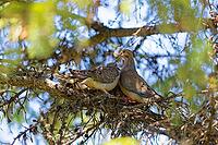 The mourning dove (Zenaida macroura). Bird known as the American mourning dove, the rain dove, and colloquially as the turtle dove, and was once known as the Carolina pigeon and Carolina turtledove [IBR125261572]