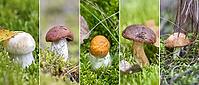 Collage of variable edible mushrooms in the forest. Boletus mushroom growing in moss in the forest. Beautiful autumn season plants. Edible leccinum mushroom, raw food. Vegetarian natural meal, closeup, macro [IBR125261579]