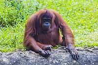 Orangutan in Sumatra, Indonesia [IBR125261582]