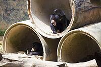Malayan sun bear seat around the nature [IBR125261596]