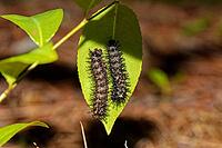 Buck moth caterpillar (Hemileuca maia, Lepidoptera: Saturniidae) is a native species found in oak woodlands throughout the eastern United States [IBR125261621]