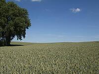 Feld in MVP [IBR125261625]