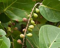 Sea Grapes and Mangrove Leaves, Florida [IBR125261633]