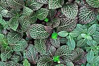 Leaves of Fittonia Albivenis with complex geometric pattern. Beauty in nature background [IBR125280302]