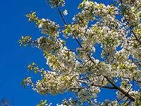 Wild cherry or sweet cherry (Prunus avium), cherry blossom, Braunschweig, Lower Saxony, Germany [IBR125280303]