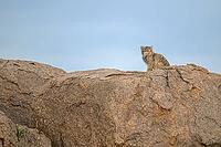 A lone wildcat perched atop a rock under a blue sky, Pallas cat, Otocolobus manul, Mongolia [IBR125280305]