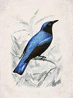 Edolius Species Azure Plumed Drongo, Vintage Scientific Engraving (1861) [IBR125280306]
