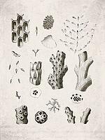 Colonial Bryozoan Skeletal Structures Historical Zoological, Vintage Scientific Engraving (1835) [IBR125280321]
