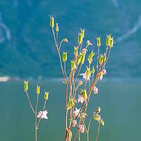 Wild columbine flowers (Aquilegia vulgaris) growing by a fjord, Eidfjord, Norway [IBR125280324]