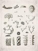Sertulariid Hydrozoan Colonies Historical Zoological, Vintage Scientific Engraving (1835) [IBR125280327]