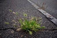 Setaria viridis pushing through the tarmac, road surface, sweet grass, grass, urban, road, Schwäbisch Hall, Hohenlohe, Germany [IBR125280331]