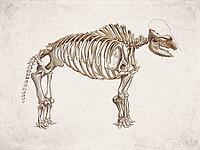 Mammut americanum American Mastodon, Vintage Scientific Engraving (1861) [IBR125280343]