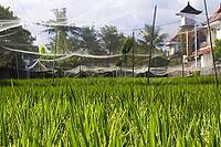 Rice Planting in Bali island, Indonesia [IBR125280354]