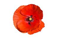 Spring natural beautiful poppy flower background [IBR125280366]