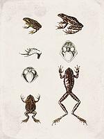 Frogs and Tree Frogs Amphibians, Vintage Scientific Engraving (1835) [IBR125280368]