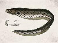 Gymnotus Inaequilabiatus Electric Fish, Vintage Scientific Engraving (1835) [IBR125280370]