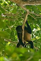 A howler monkey sitting in the tree tops of a forest [IBR125280377]