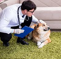 The vet examines the golden retriever dog during a house visit [IBR125304590]