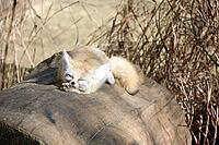 A fennec fox relaxes on a sunlit log surrounded by dry grass, showcasing its large ears and sandy-colored fur. emphasizes the creature's adaptability and serene presence in its natural habitat [IBR125304591]
