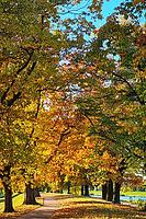 Trees with vibrant leaves of orange and yellow create a tunnel effect along a pathway. A body of water is visible nearby. The weather is sunny, suggesting a pleasant day in fall [IBR125304599]