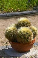 Echinocactus grusonii [IBR125304609]