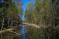 Small Boggy Lake in the Forest on a Sunny Day [IBR125304623]