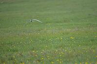 A bird flying above a green meadow dotted with yellow flowers, creating a serene scene, Sterna Paradisaea, Scotland, United Kingdom [IBR125304637]