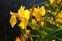 Am Teterower See [IBR125304671]