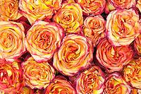 Colorful flower bouquet from roses for use as background. Closeup [IBR125304680]