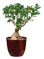 Money tree in vase isolated on white background. Closeup [IBR125304687]