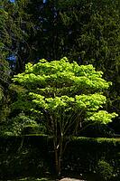Japanese maple [IBR125324066]